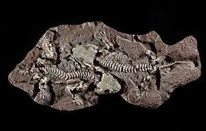 Permian: Seymouria Fossil