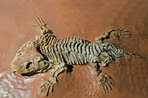 Primitive: Seymouria Fossil
