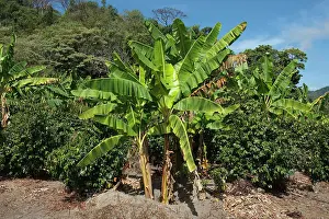 Bananas: Shade grown coffee plantation