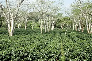 Canopy: Shade-grown coffee plantation