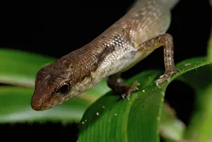 Basiliscus: Shade Skink