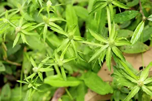 Trinidad: Shadow Beni / Culantro / Mexican Coriander growing