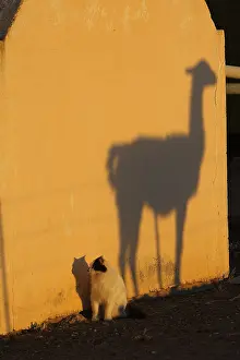 Guanicoe: Shadow of Guanaco on a wall and Cat Patagonia Argentina