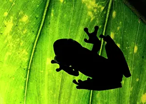 Batrachians: Shadow of Palm tree frog (Hypsiboas pellucens)
