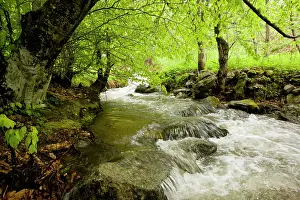 Shady: Shady woodland stream