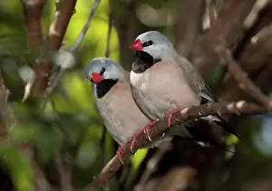 Acuticauda: Shaft-tail Finch