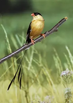 Queen: SHAFT TAILED / QUEEN WHYDAH - perched on branch