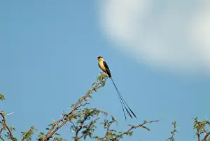 Regia: Shaft-tailed Whydah male displaying on bush