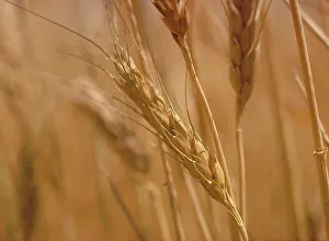 Horizons: Wheat