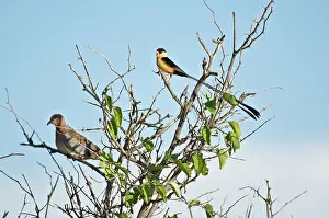 Regia: Shafttailed Whydah - Male on top of bush