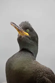Shag: Shag
