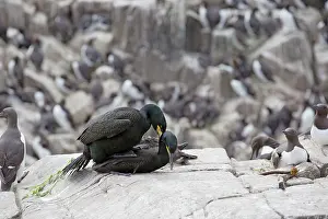 Shag: Shag
