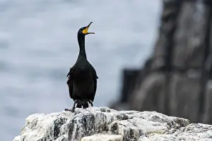 Squawking: Shag adult squawking on rock