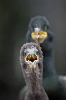 Shag: Shag - with chick