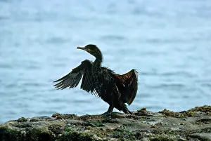 Victims: Shag - covered in oil