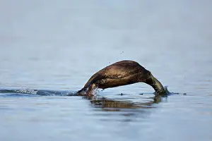 Shags: Shag diving
