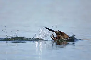 Shags: Shag diving