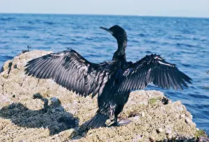 Elizabeth Bomford: SHAG - drying wings