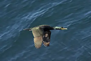 Aristotelis: Shag - In flight over sea