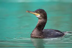 Shags: Shag juvenile in winter