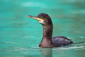 Shag: Shag - juvenile in winter
