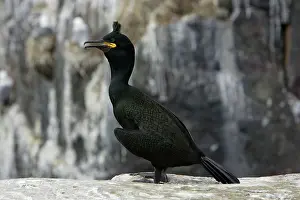 Aristotelis: Shag - male in breeding plumage