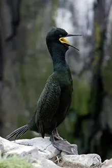 Aristotelis: Shag - male in breeding plumage, calling