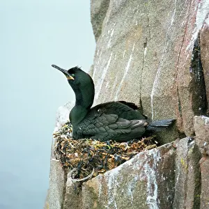 R T Smith: Shag - on nest