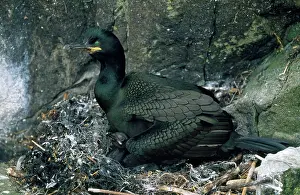 Aristotelis: SHAG - at nest with chick