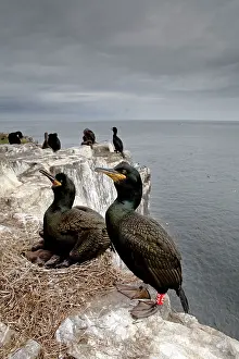 Shags: Shag at nest on cliff edge