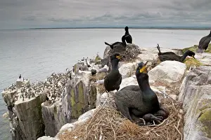 Shags: Shag at nest on cliff edge