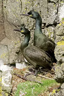 Shags: Shag - Pair at nest on cliff