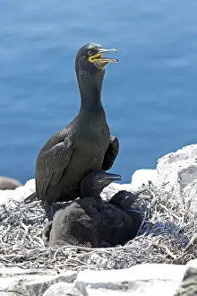 Shag: Shag Phalacrocorax aristotelis with chicks nesting