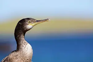 Shags: Shag portrait in summer