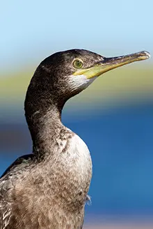 Shags: Shag portrait in summer