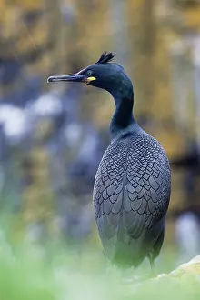 Aristotelis: Shag - in the rain