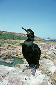 Aristotelis: SHAG - ON ROCK