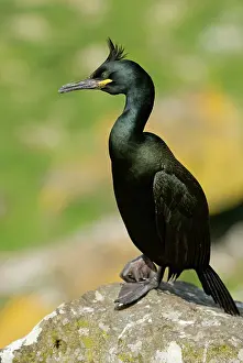 Shags: Shag - On rock