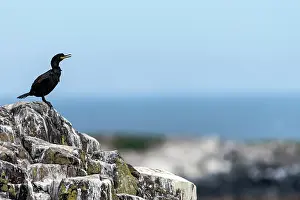 Shags: Shag on rock