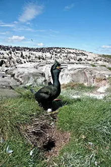 Aristotelis: Shag - settling on eggs