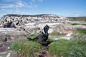 Aristotelis: Shag - settling on eggs