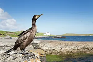 Shags: Shag at waters edge in summer