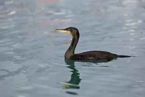 Shags: Shag winter
