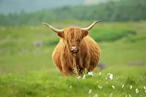 Coated: Shaggy-coated cow