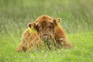 Coated: Shaggy-coated cow