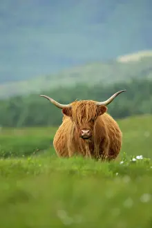Coated: Shaggy-coated cow