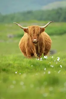 Coated: Shaggy-coated cow