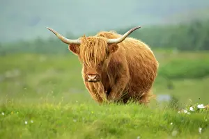 Coated: Shaggy-coated cow