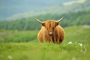 Coated: Shaggy-coated cow