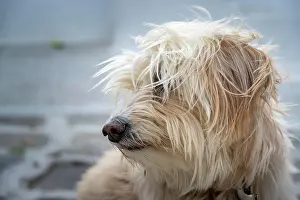 Paros: Shaggy dog with fur in front of face, Paros, Cyclades